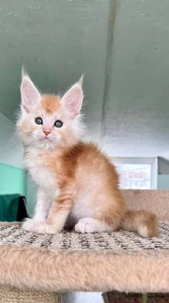 Maine coon cuccioli !!