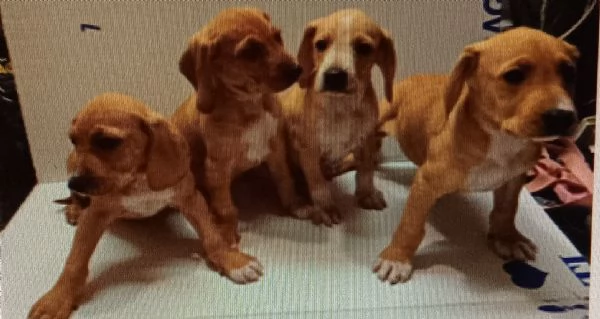 cuccioli segugio