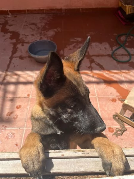 Vendo cucciola 5 mesi | Foto 0