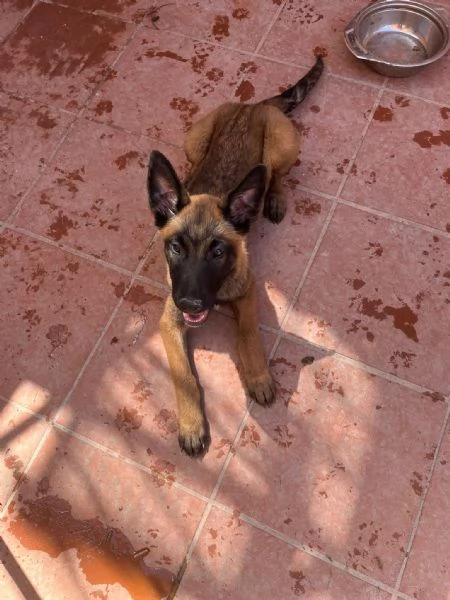 Vendo cucciola 5 mesi