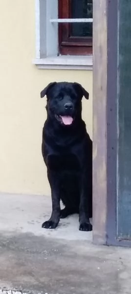 Shepweiler 