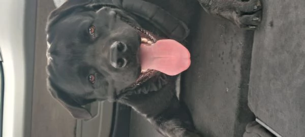 Shepweiler  | Foto 2