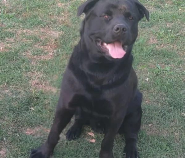 Shepweiler  | Foto 1