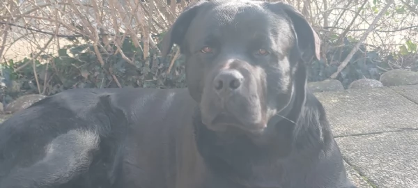 Shepweiler  | Foto 0