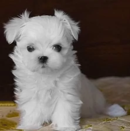 Cuccioli di Maltese toy