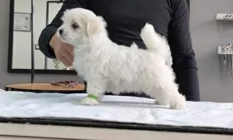 Cuccioli di Maltese toy | Foto 0