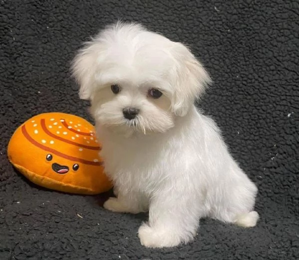 Maltese mini Toy | Foto 0