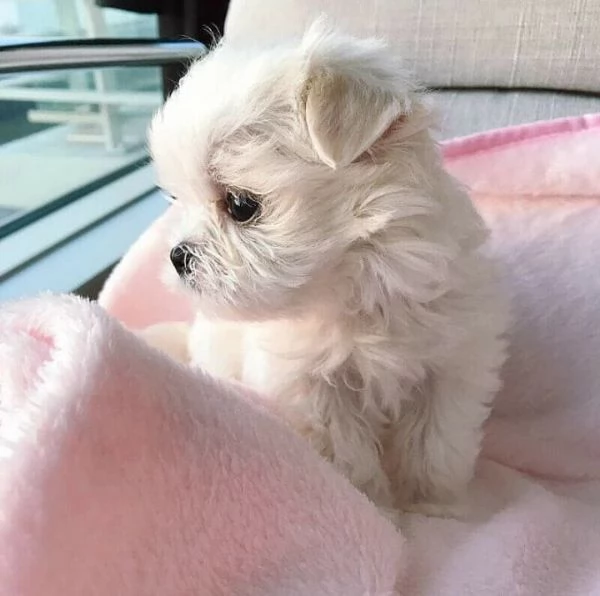 Maltesi cuccioli tutti bianchi