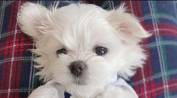 Cuccioli di razza Maltese Toy