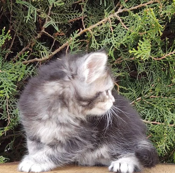 Cuccioli gatti Maine Coon!! | Foto 0