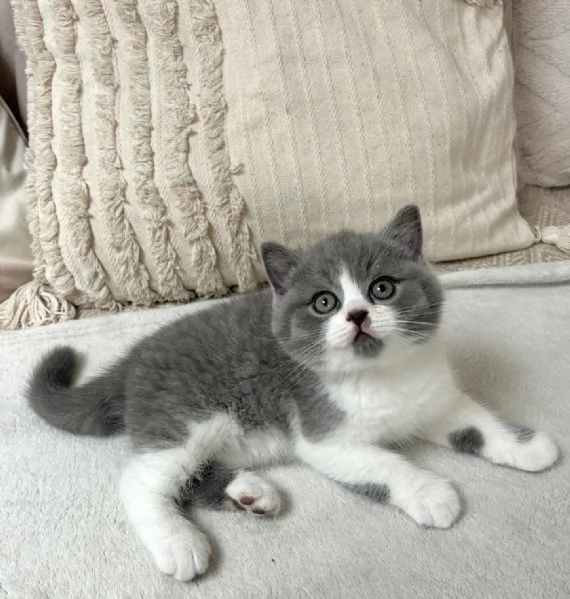 Bellissime cucciolate di british shorthair | Foto 0