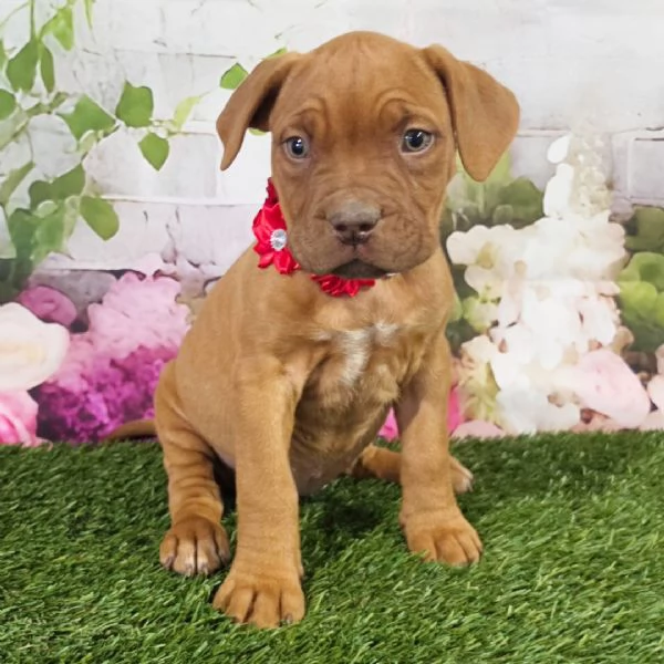 Cuccioli di Dogue de Bordeaux