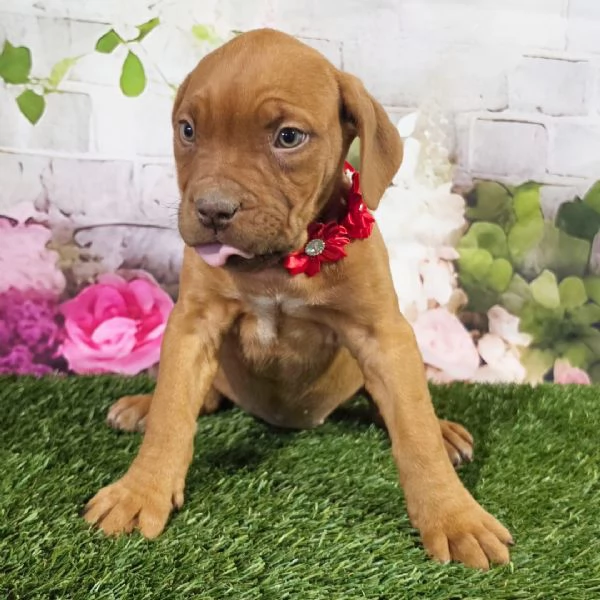 Cuccioli di Dogue de Bordeaux | Foto 1