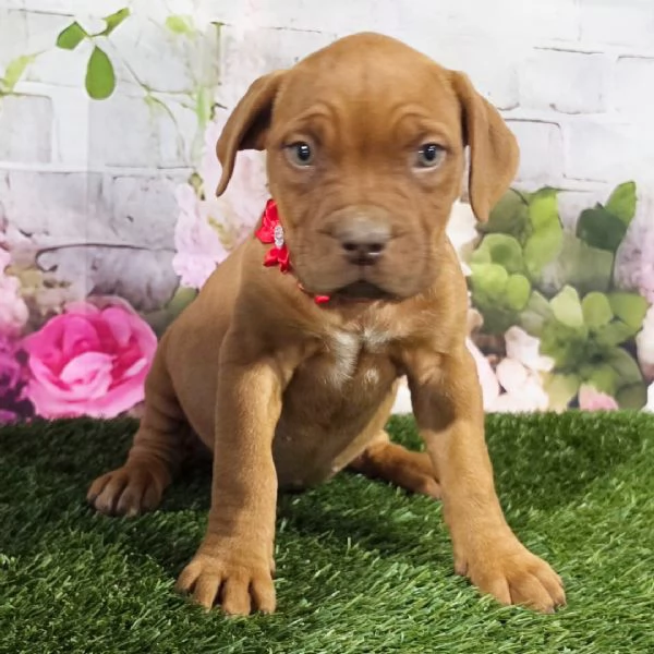 Cuccioli di Dogue de Bordeaux | Foto 0