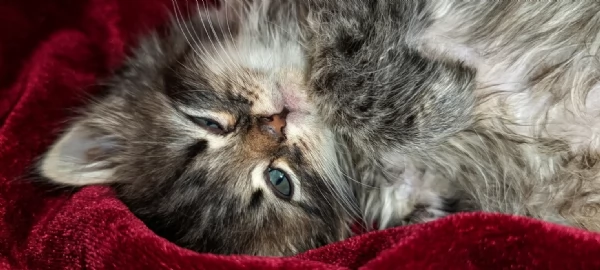 Bellissimi Cuccioli Siberiani pedigree Enfi