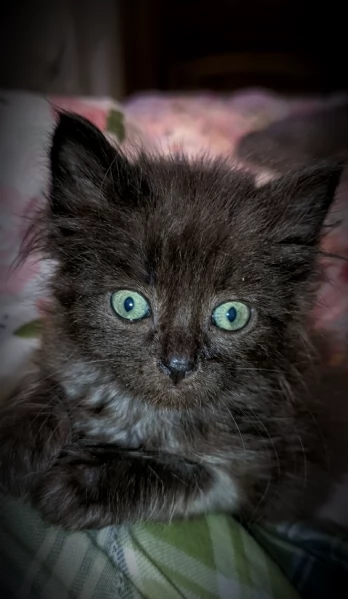 Bellissimi Cuccioli Siberiani pedigree Enfi | Foto 4