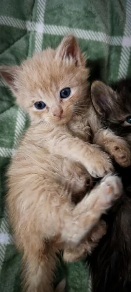 Bellissimi Cuccioli Siberiani pedigree Enfi | Foto 0