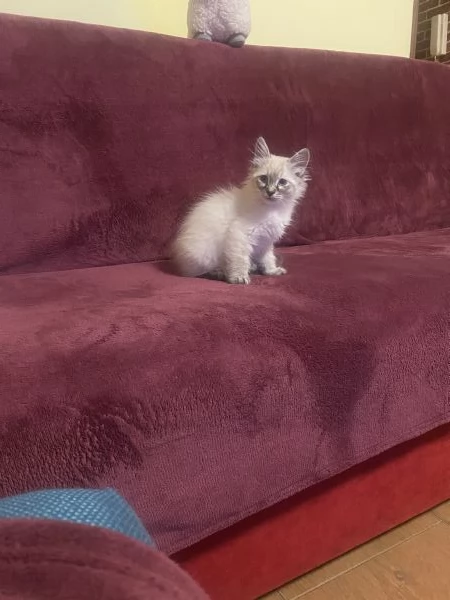 Gattino ragdoll 2 mesi affettuoso 