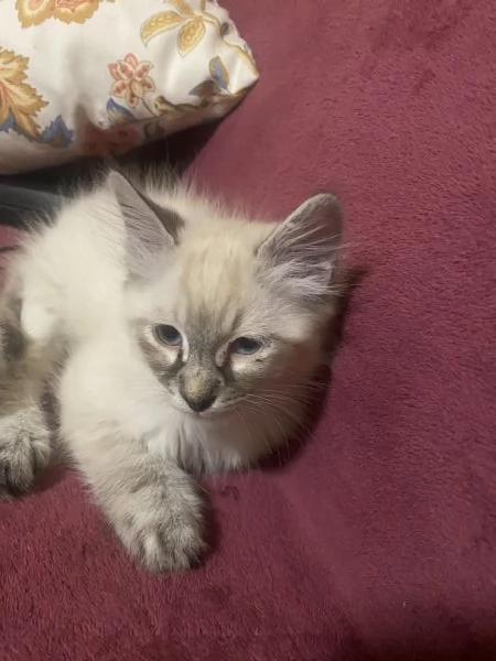 Gattino ragdoll 2 mesi affettuoso  | Foto 0