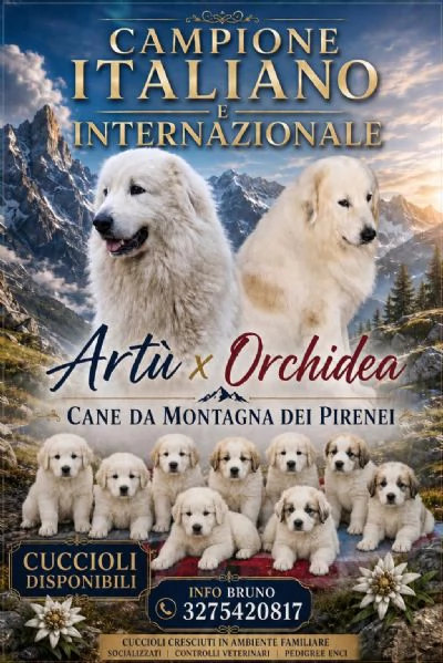 Cucciolata meravigliosa 