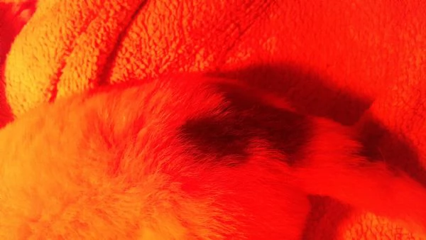 Cucciolata meravigliosa  | Foto 0