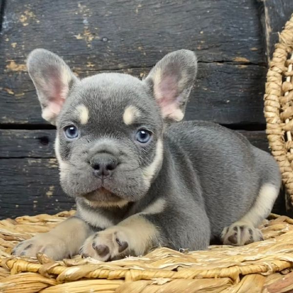 Cucciolo di Bulldog Francese in adozione gratuita (regalo) | Foto 1
