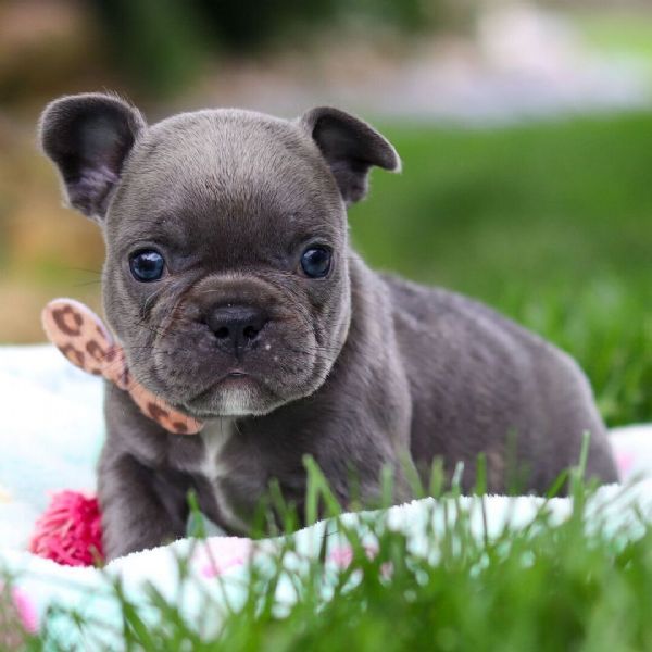 Cucciolo di Bulldog Francese in adozione gratuita (regalo) | Foto 0