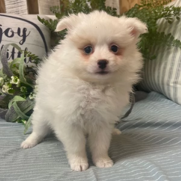 Splendido Spitz di Pomerania in adozione gratuita | Foto 1