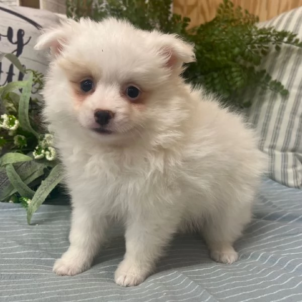 Splendido Spitz di Pomerania in adozione gratuita | Foto 0