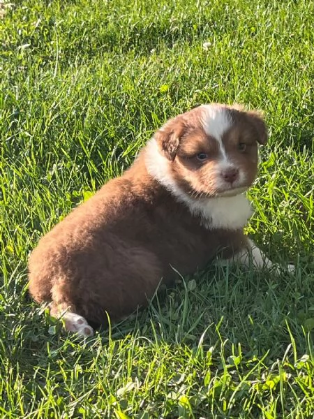 cuccioli pastore australiano