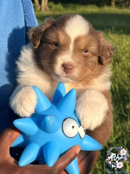 cuccioli pastore australiano | Foto 6