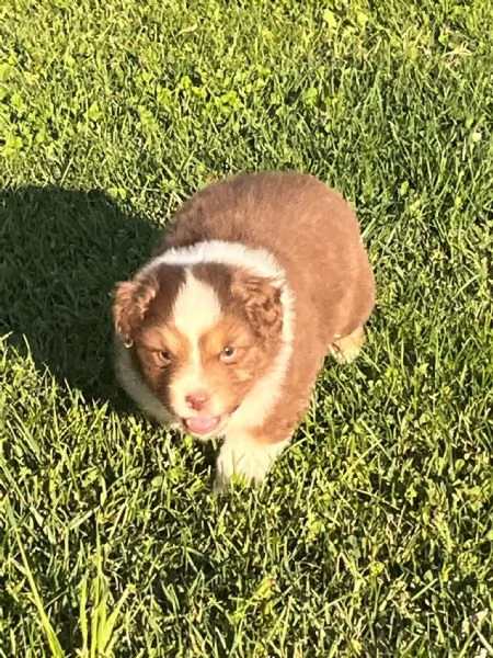 cuccioli pastore australiano | Foto 5