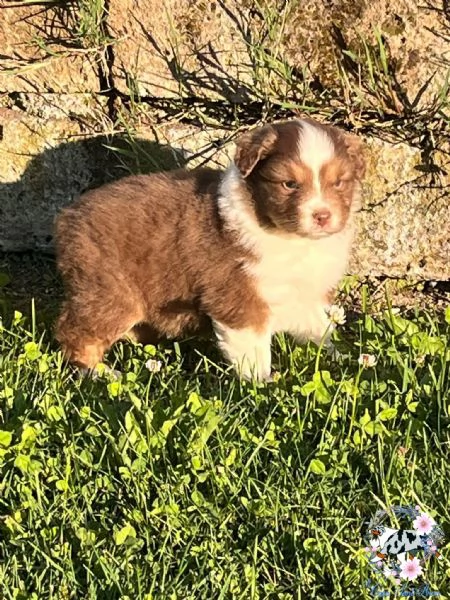 cuccioli pastore australiano | Foto 4