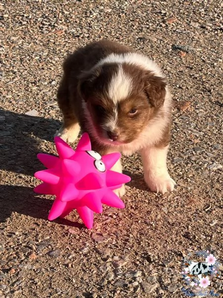 cuccioli pastore australiano | Foto 3