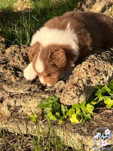 cuccioli pastore australiano | Foto 2