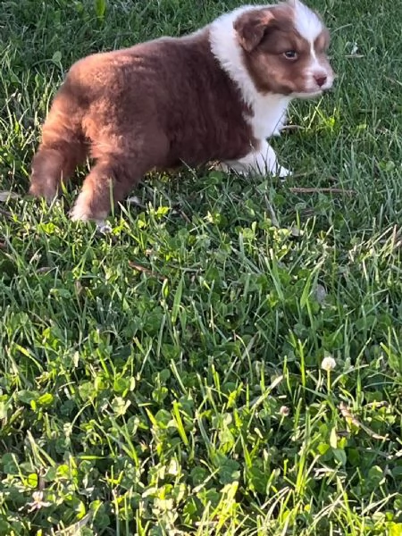 cuccioli pastore australiano | Foto 1