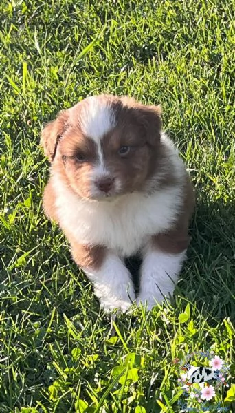 cuccioli pastore australiano | Foto 0