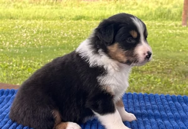Cuccioli Australian Shepherd | Foto 2
