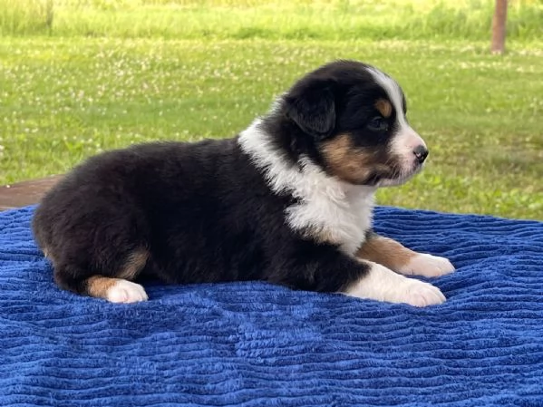 Cuccioli Australian Shepherd | Foto 1