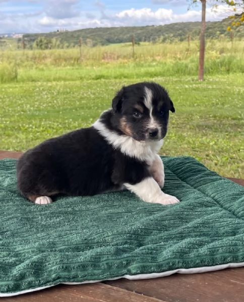 Cuccioli Australian Shepherd | Foto 0