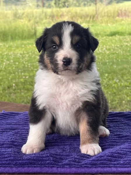 Cuccioli Australian Shepherd