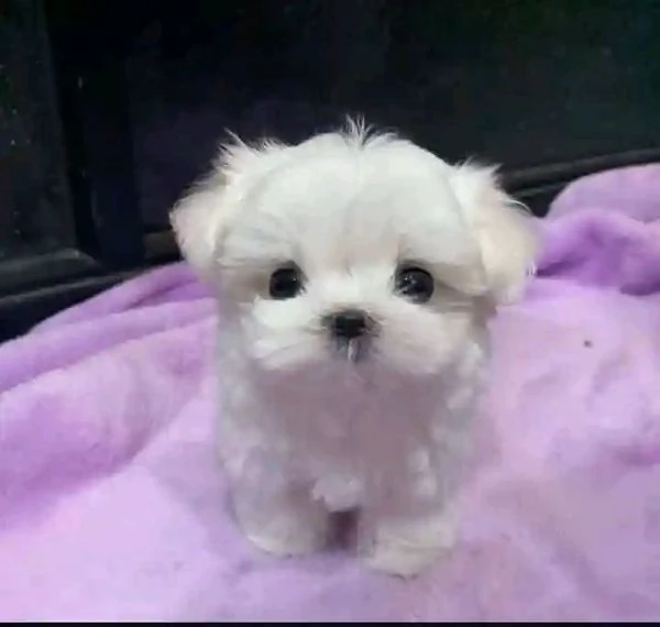Cuccioli di Maltese toy