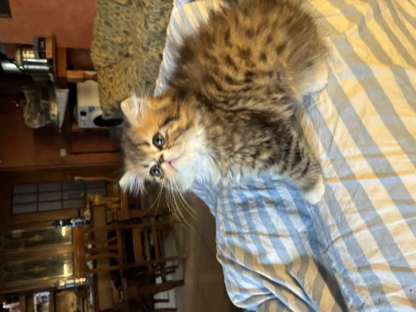 Cucciolo di peraiano | Foto 3