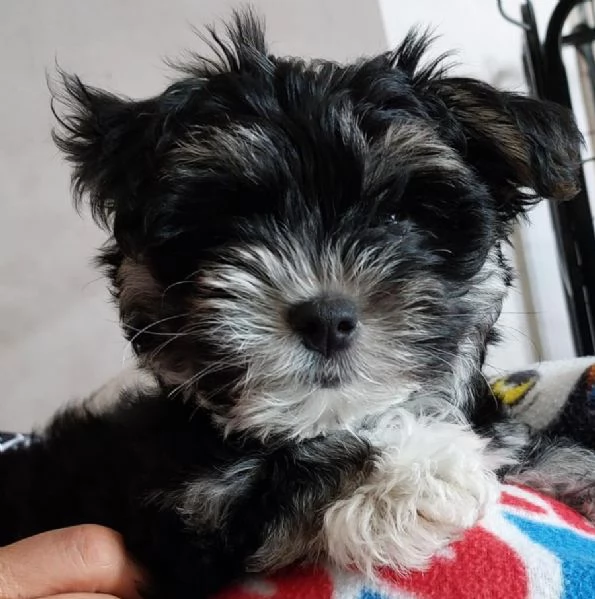 Cucciola di Morkie