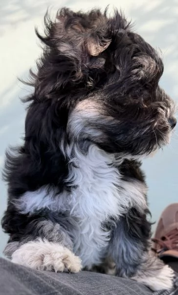 Cucciola di Morkie | Foto 1