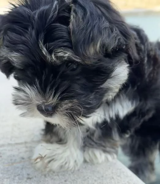 Cucciola di Morkie | Foto 0