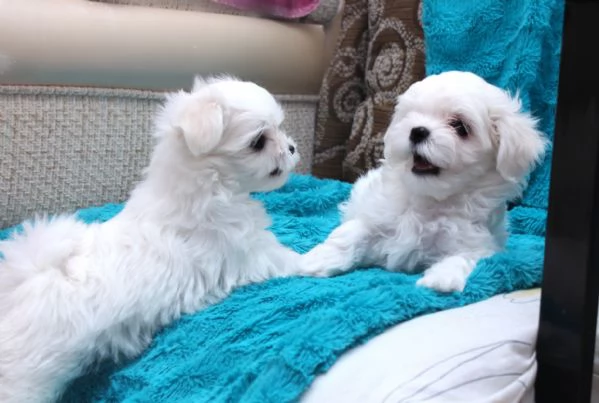 Cuccioli di Maltese Toy
