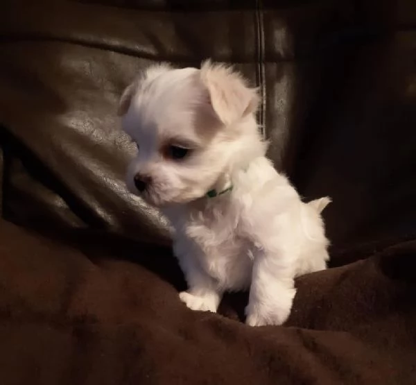 Maltese toy cuccioli | Foto 0