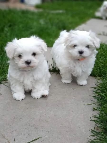 Cuccioli di maltese toy