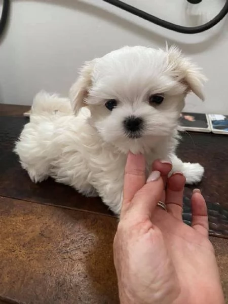 Cuccioli di maltese toy | Foto 0